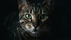 Jak rozpoznat signály kočičích vousů: 5 vzkazů, které se projevují v každodenním životě