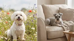 Čistý pes do bytu: která plemena méně zapáchají a méně línají